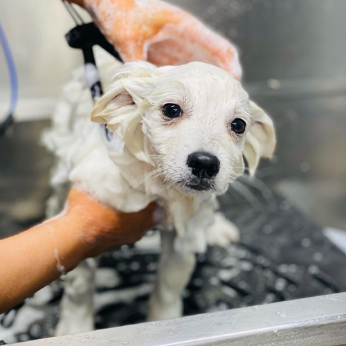 luxury bath and blow dry essex dog image