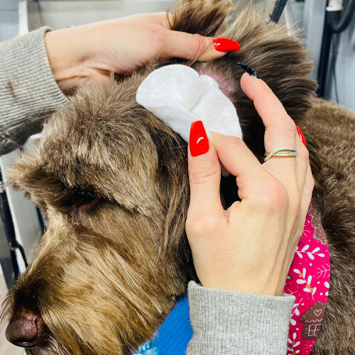 ear cleaning for dogs essex treatment image