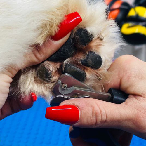 dog groomers witham essex - image of nail clipping for dogs